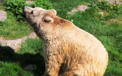 Le zoo de Fort-Mardyck