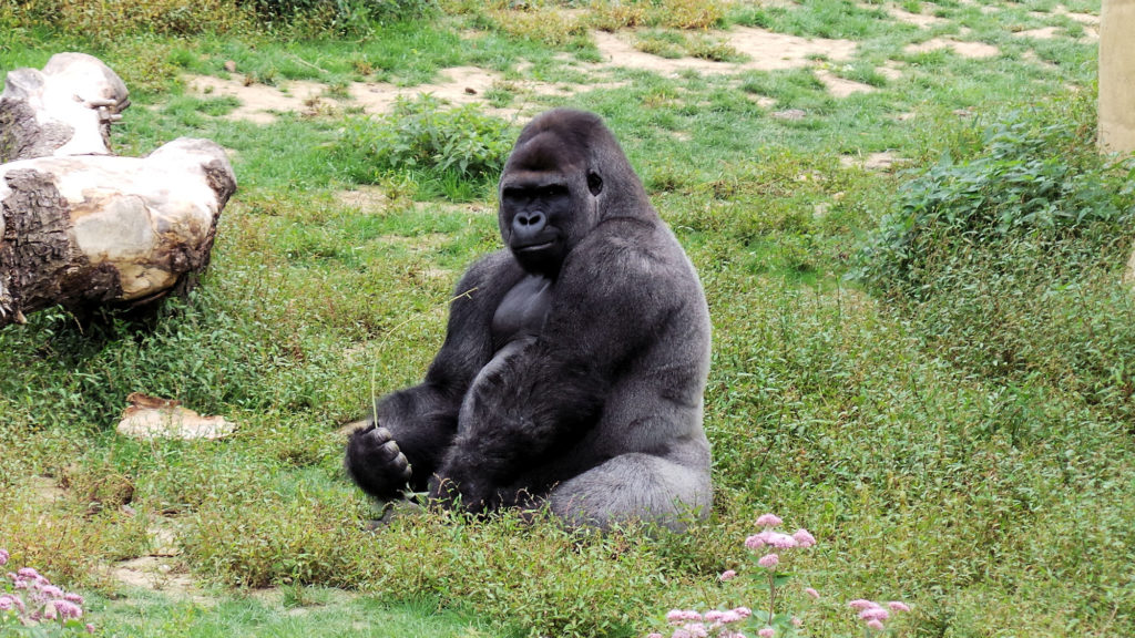 Pairi Daiza Gorille des hautes pleines