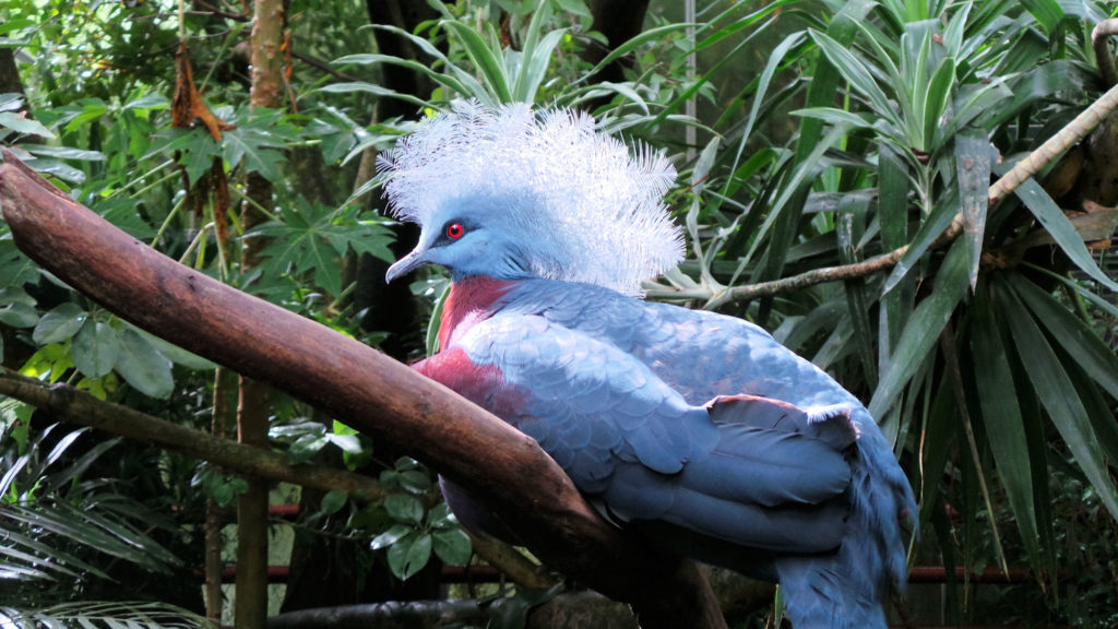 Pairi Daiza Goura de Scheepmaker