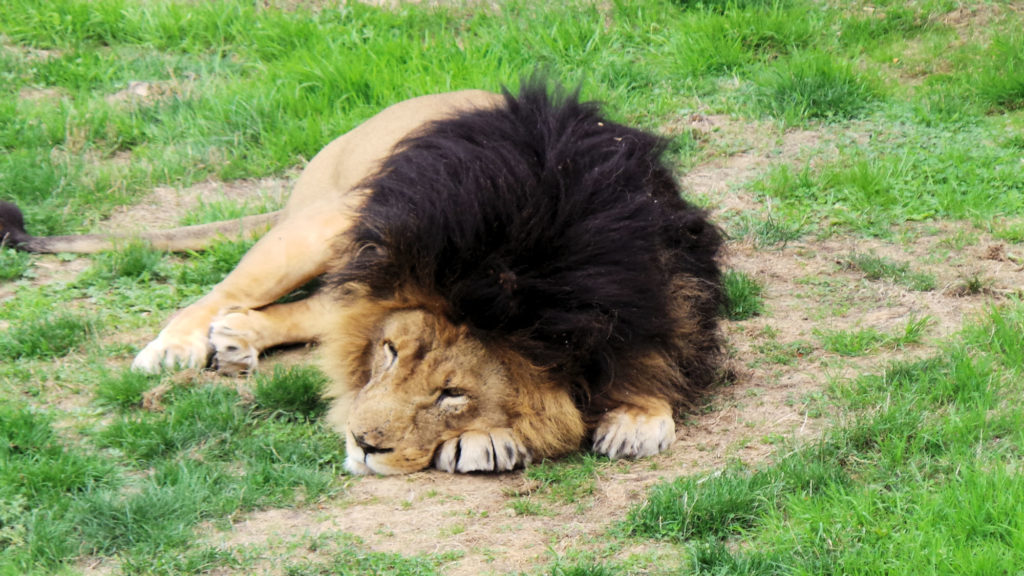 Pairi Daiza Lion