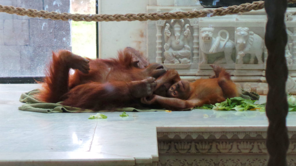 Pairi Daiza Orang-Outan