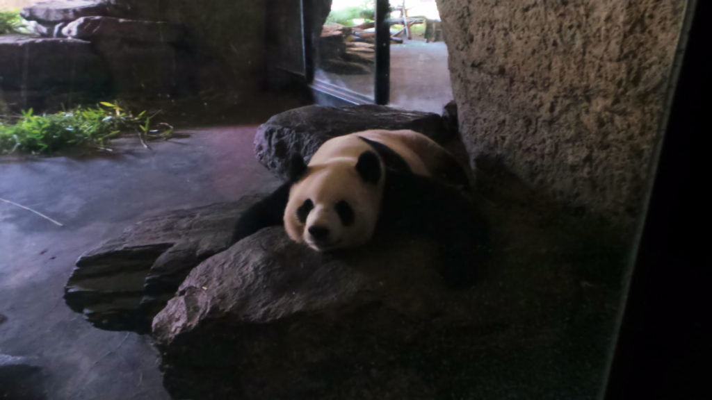 Pairi Daiza Panda Geant