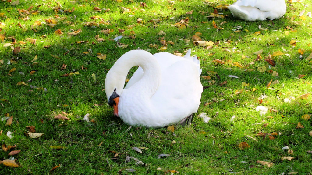 Les cygnes de Bruges