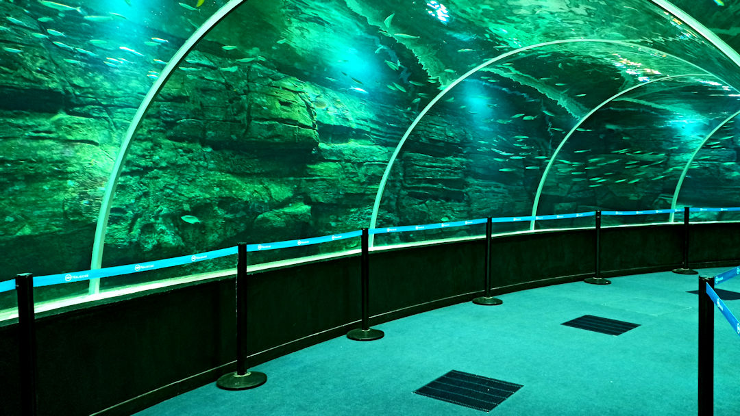 Le tunnel du grand bassin de Nausicaa