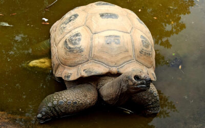 La Vallée des Tortues à Sorède